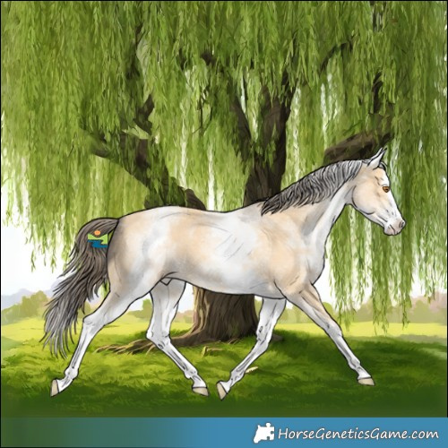 Horse Color:White Spotted Buckskin Splash Skewed Appaloosa