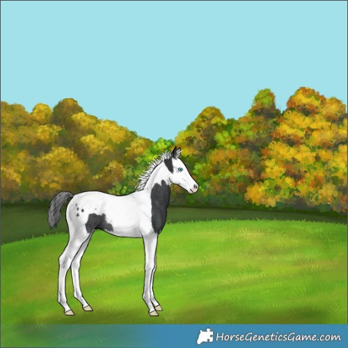 Horse Color:Black Splash Tobiano Rabicano 