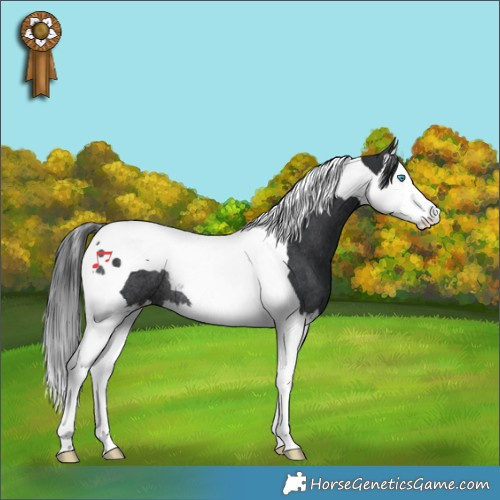 Horse Color:Black Splash Tobiano Rabicano