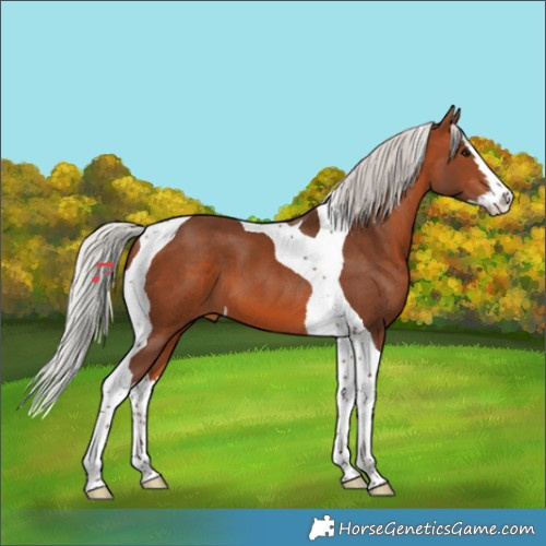Horse Color:Silver Brown Splash Tobiano 