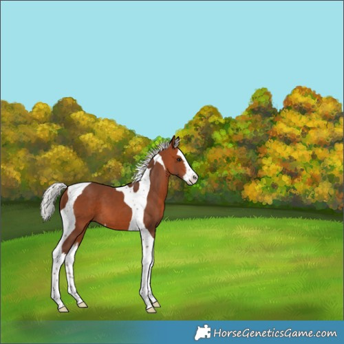 Horse Color:Silver Brown Splash Tobiano 