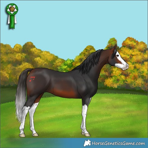 Horse Color:Bay Splash