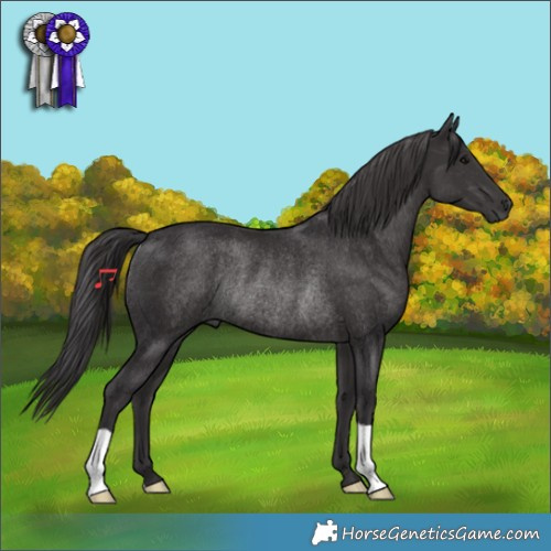 Horse Color:Smoky Black Rabicano 