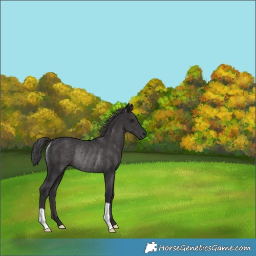 Horse Color:Smoky Black Rabicano 