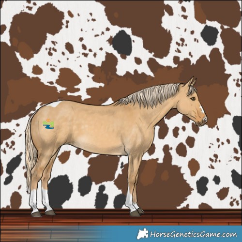 Horse Color:Palomino Dun Tobiano 