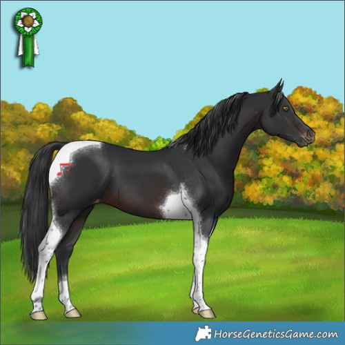Horse Color:Brown Tobiano Appaloosa