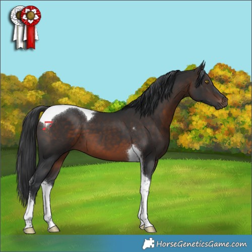 Horse Color:Brown Tobiano