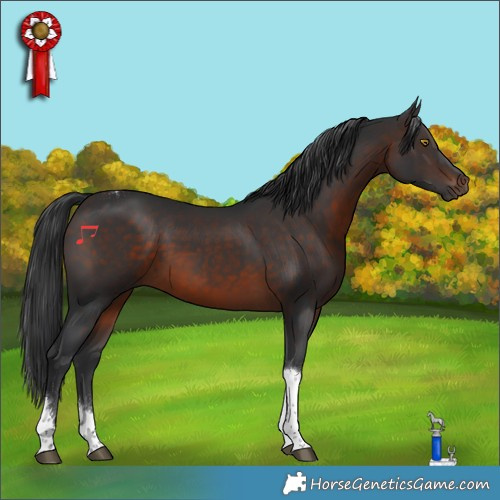Horse Color:Brown Tobiano