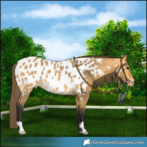Horse Color:Buckskin Appaloosa Rabicano 