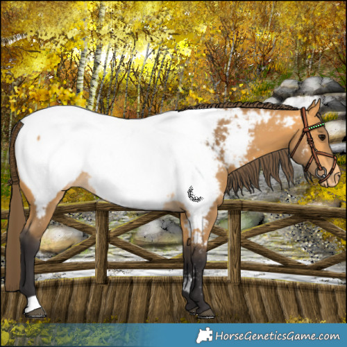 Horse Color:Buckskin Near Fewspot Rabicano 