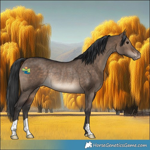 Horse Color:Brown Dun Appaloosa Rabicano 