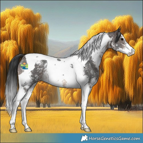 Horse Color:Brown Sabino Tobiano Appaloosa 