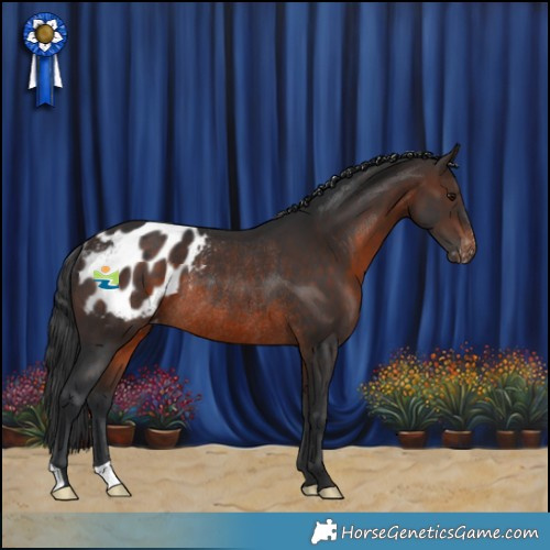 Horse Color:Brown Blanket Rabicano