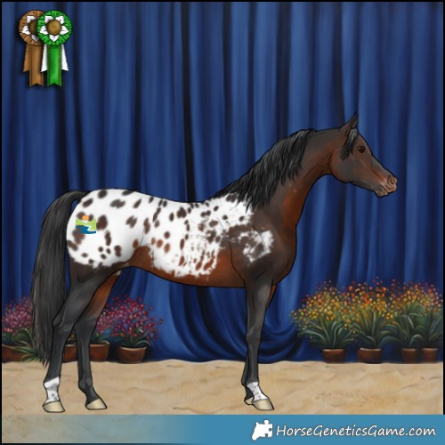 Horse Color:Brown Appaloosa Rabicano