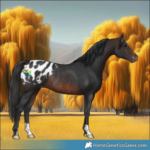 Horse Color:Brown Appaloosa Rabicano 