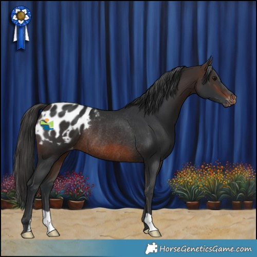 Horse Color:Brown Blanket Rabicano 