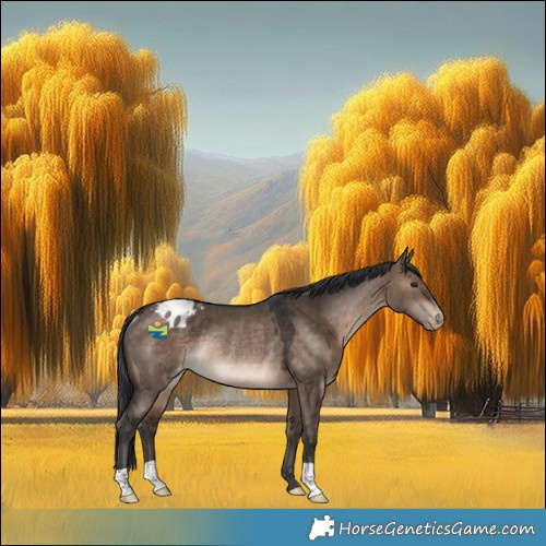 Horse Color:Brown Dun Appaloosa Rabicano 