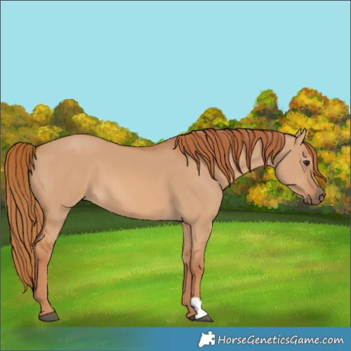 Horse Color:Red Dun