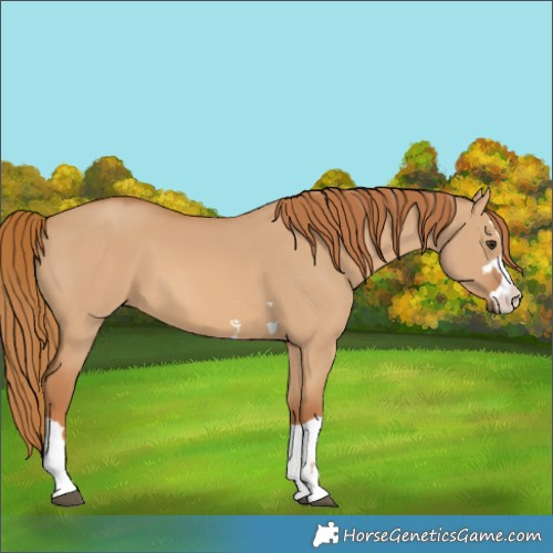 Horse Color:Red Dun 