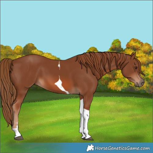 Horse Color:Chestnut Tobiano