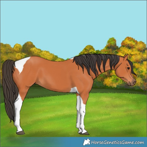 Horse Color:Bay Tobiano