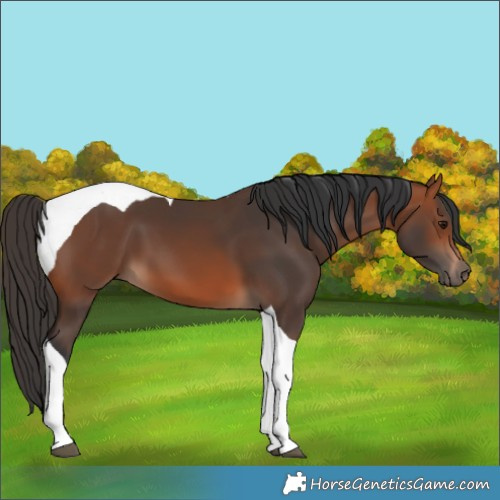 Horse Color:Bay Tobiano 