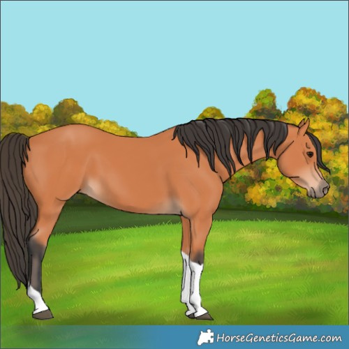 Horse Color:Bay Tobiano 