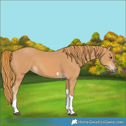Horse Color:Chestnut Tobiano 