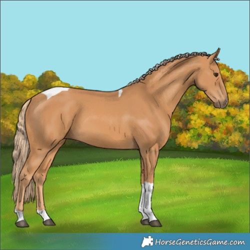 Horse Color:Chestnut Tobiano 