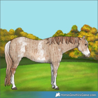 Horse Color:White Spotted Red Dun Rabicano and White Spotted Red Dun Rabicano