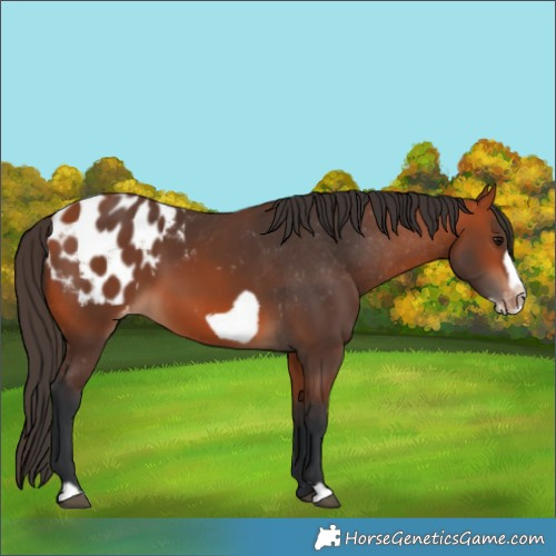 Horse Color:Bay Frame Appaloosa 
