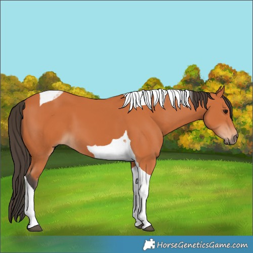 Horse Color:Bay Tobiano 