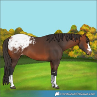 Horse Color:Bay Snowcap 