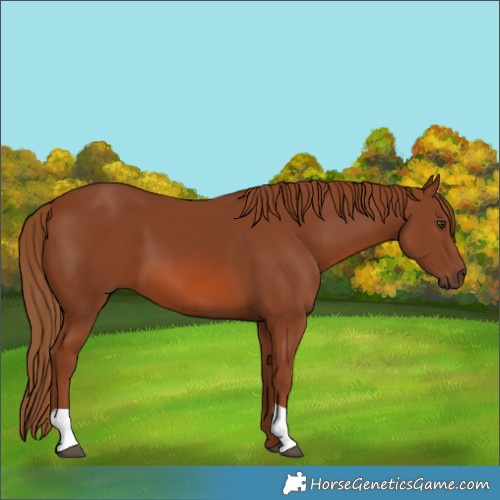 Horse Color:Chestnut 