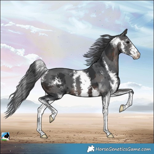 Horse Color:Brown Merle Sabino 