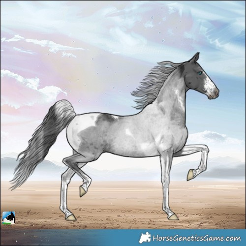 Horse Color:Gray Brown Merle Sabino Tobiano 