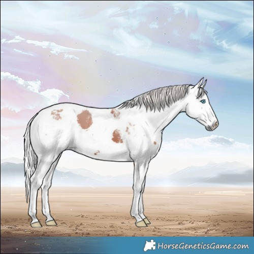 Horse Color:Powder White Silver Brown Harlequin Merle 