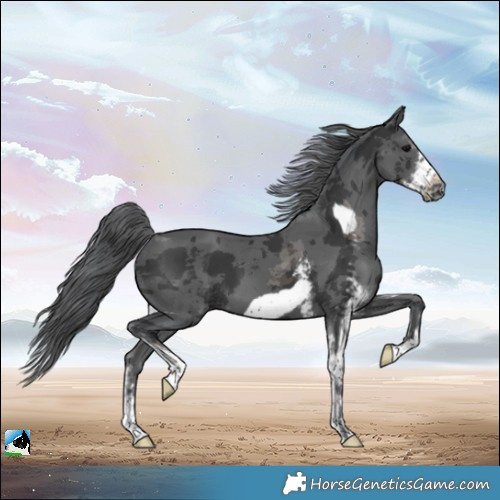 Horse Color:Black Merle Sabino Frame 