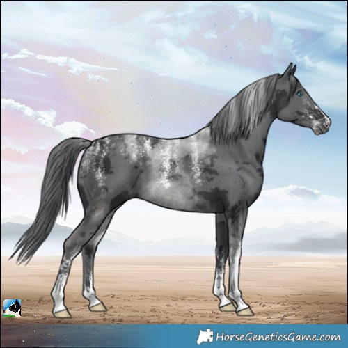 Horse Color:Powder White Black Merle 