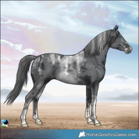 Horse Color:Powder White Black Merle 
