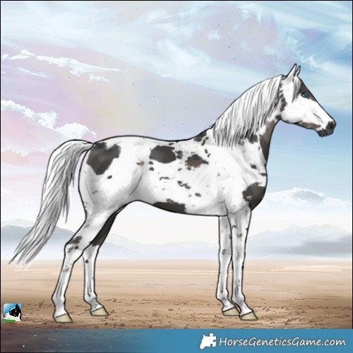 Horse Color:Black Harlequin Merle Tobiano 