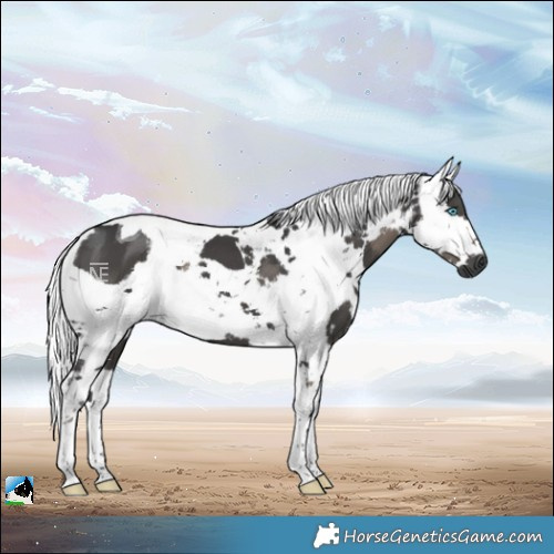 Horse Color:Black Harlequin Merle Tobiano 