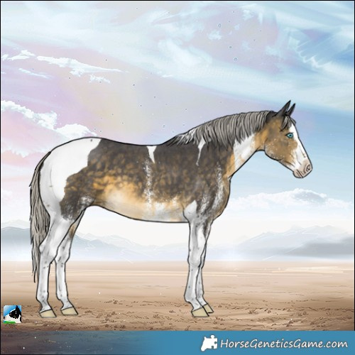 Horse Color:White Spotted Silver Buckskin Splash Tobiano