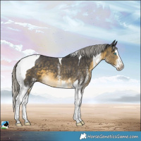 Horse Color:White Spotted Silver Buckskin Splash Tobiano 