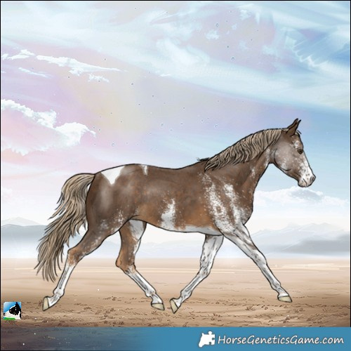 Horse Color:White Spotted Chocolate Palomino Tobiano Rabicano 