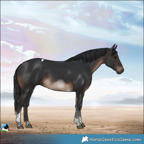 Horse Color:White Spotted Brown Tobiano Rabicano