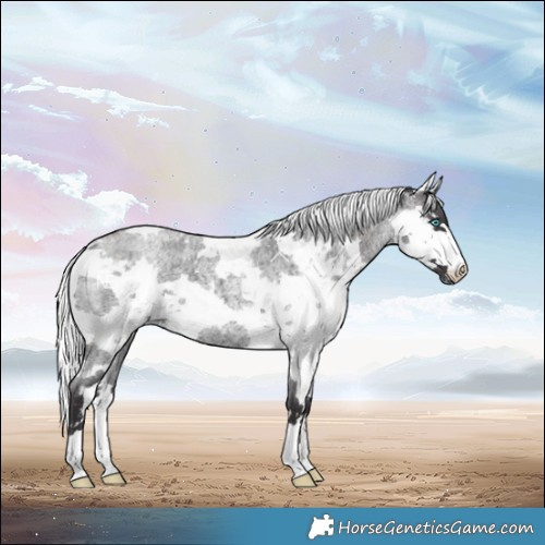 Horse Color:Smoky Blue Roan Harlequin Merle 