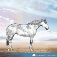 Horse Color:Smoky Blue Roan Harlequin Merle