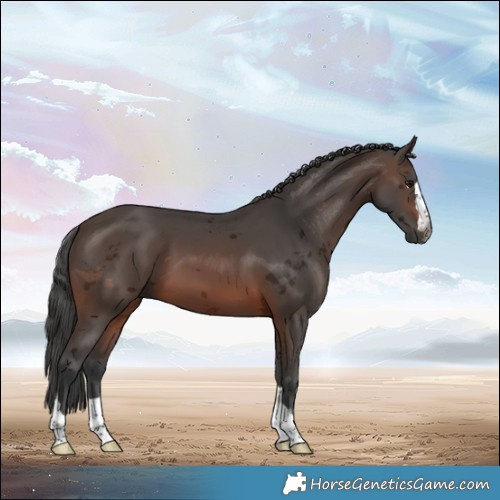 Horse Color:Gray Bay Merle 