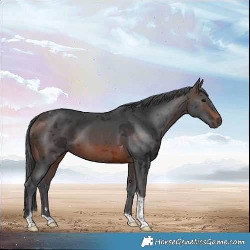 Horse Color:Brown Merle Tobiano 